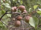  Prunus Sibirica Extract 
